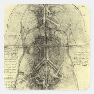 Leonardo da Vincis menschliche Anatomie, weibliche Quadratischer Aufkleber