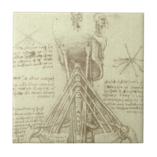 Leonardo da Vincis menschliche Anatomie-Wirbelsäul Fliese
