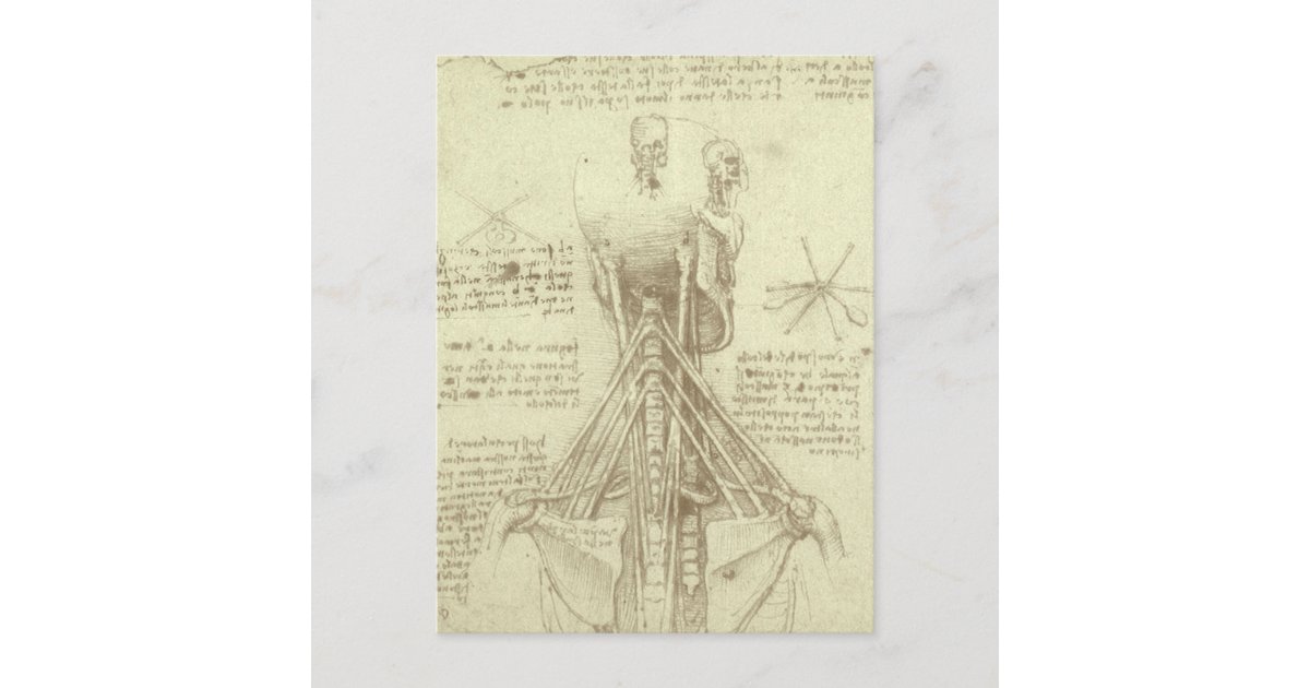Leonardo da Vincis menschliche Anatomie-Wirbelsäul Postkarte | Zazzle.at