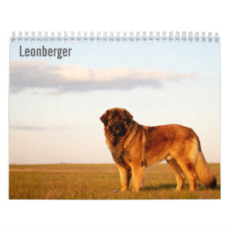 Leonberger 2027 Wandkalender