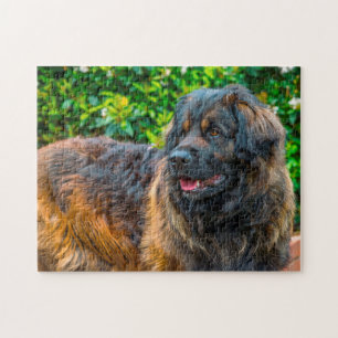 Leonberger Dog Breed Jigsaw. Puzzle