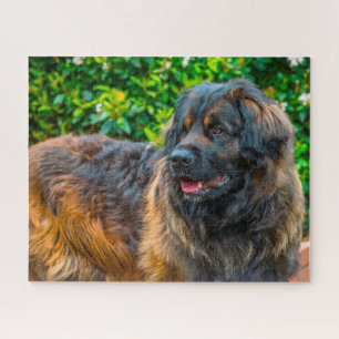 Leonberger Dog Breed Jigsaw. Puzzle