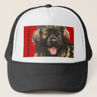 Leonberger Farbblock
