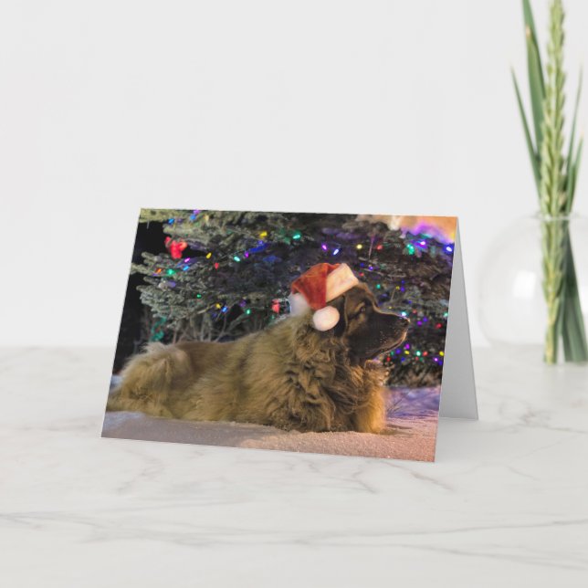 Leonberger funkelnd Weihnachtskarte Feiertagskarte (Vorderseite)
