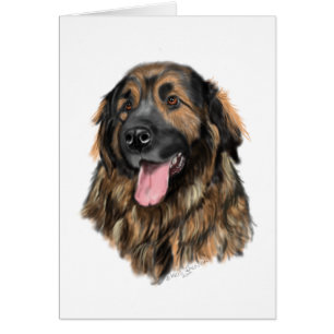 Leonberger Kopf-Studie
