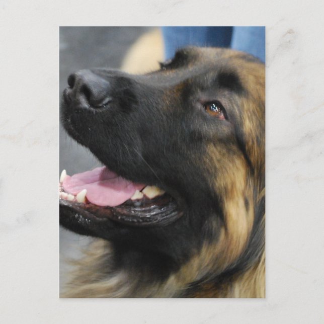 Leonberger Postcard Postkarte (Vorderseite)