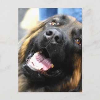 Leonberger Postcard Postkarte