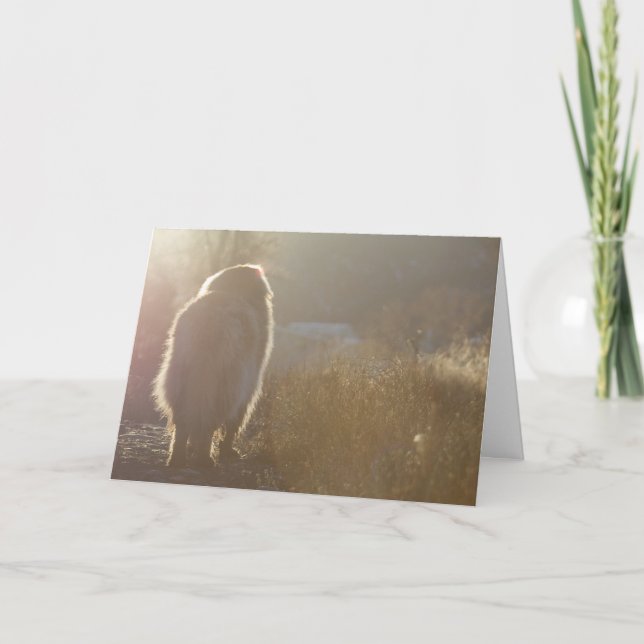 Leonberger Symapthy Karte (Vorderseite)