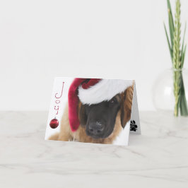 Leonberger Welpe Weihnachten