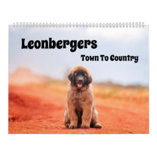 Leonbergers-Kalender - Stadt für Land Kalender