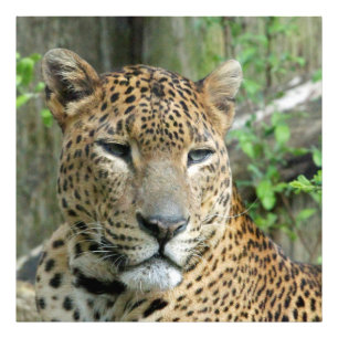 Leopard20151002 Fotodruck