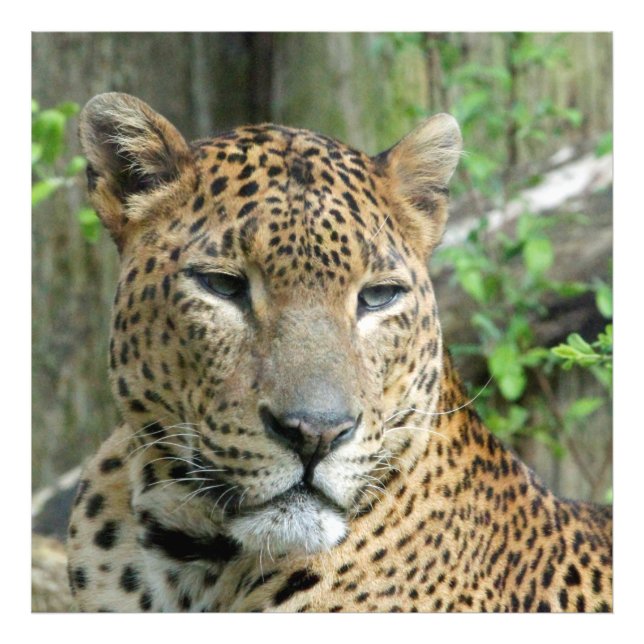 Leopard20151002 Fotodruck (Vorne)