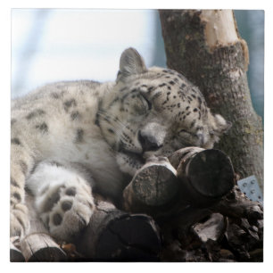 Leopard 002 fliese