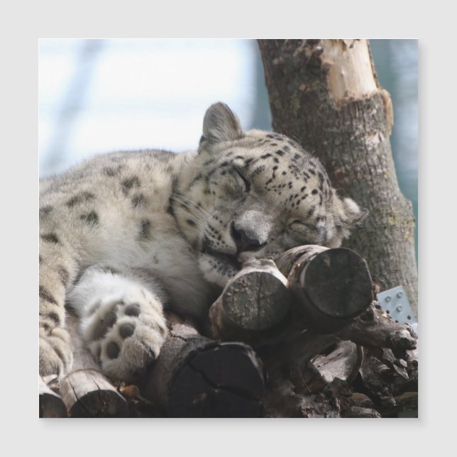 Leopard 002 magnetkarte (Vorderseite)
