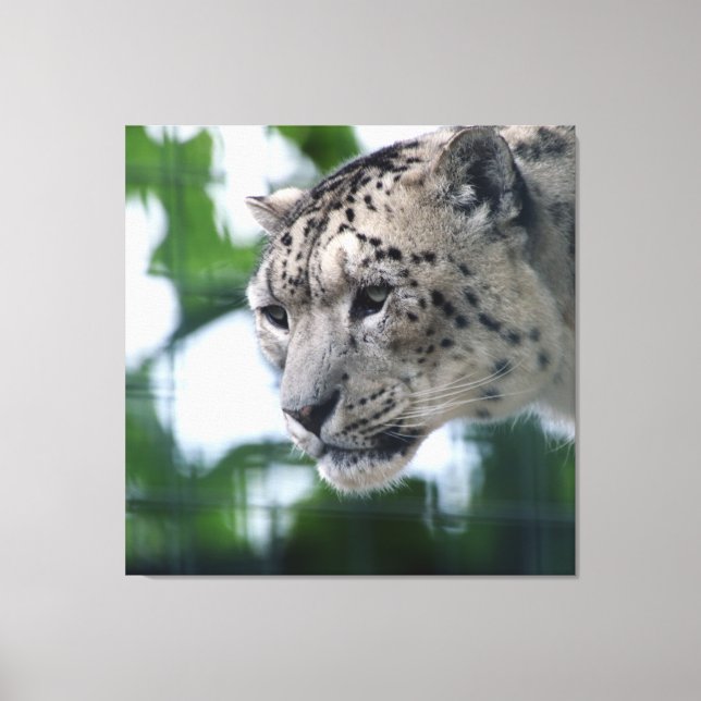 Leopard 003 leinwanddruck (Vorderseite)