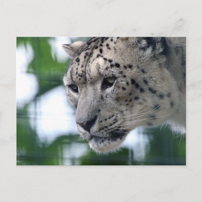 Leopard 003 postkarte (Vorderseite)