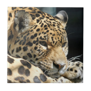 Leopard 004 fliese