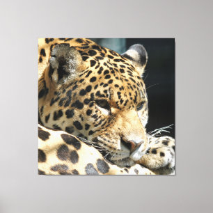Leopard 004 leinwanddruck