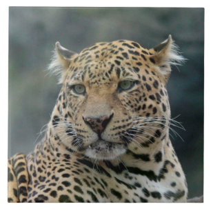 Leopard 006 fliese