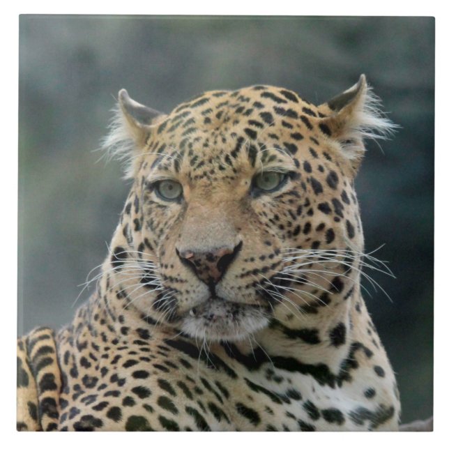 Leopard 006 fliese (Vorderseite)