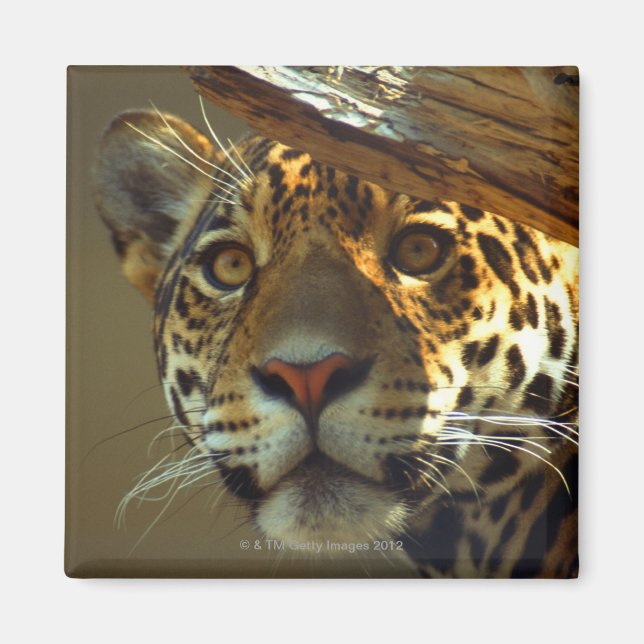 Leopard 2 magnet (Vorne)