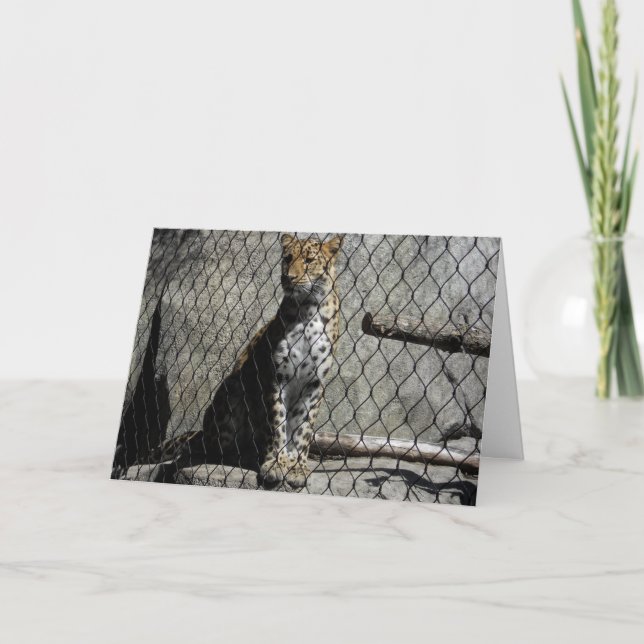 "Leopard #3" Get Well Card Karte (Vorderseite)