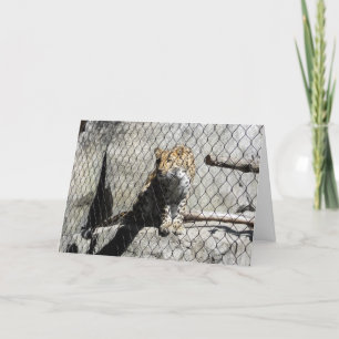 "Leopard #4" Get Well Card Karte