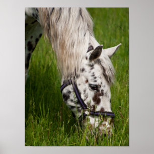 Leopard Appaloosa Horse Poster