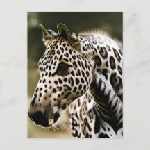Leopard Appaloosa