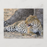 Leopard auf dem Boden ablegen