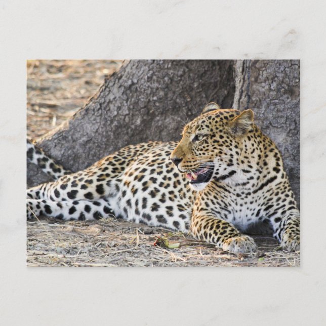 Leopard auf dem Boden ablegen Postkarte (Vorderseite)