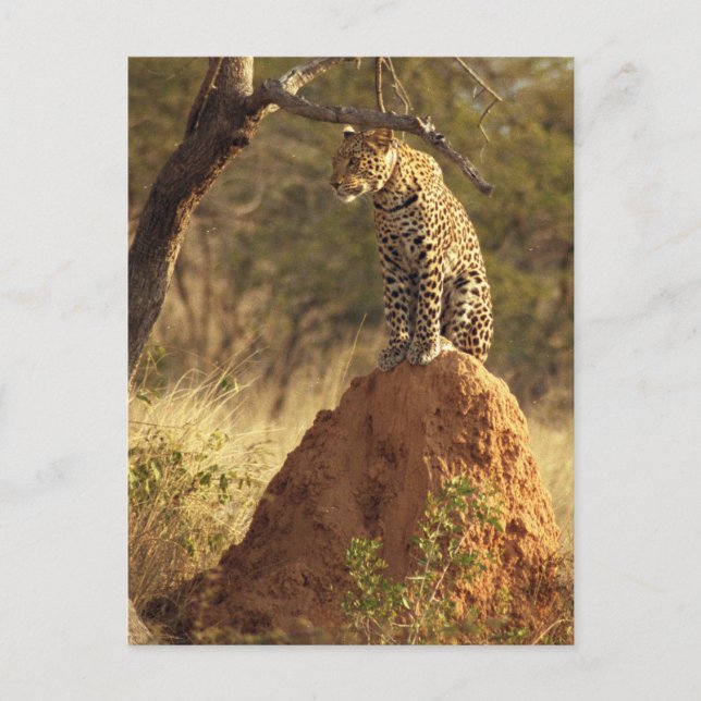 Leopard auf dem Termite Mound in Namibia Postkarte (Vorderseite)