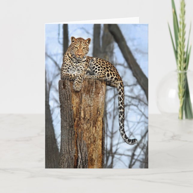 Leopard auf Grußkarte ansehen Karte (Vorderseite)