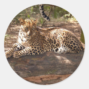 Leopard-Aufkleber Runder Aufkleber