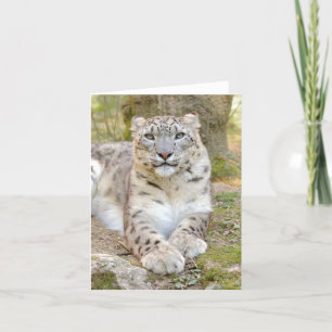 Leopard aus Foto , Tiere , Karte