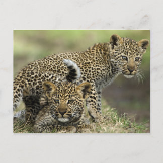 Leopard Babys Postkarte