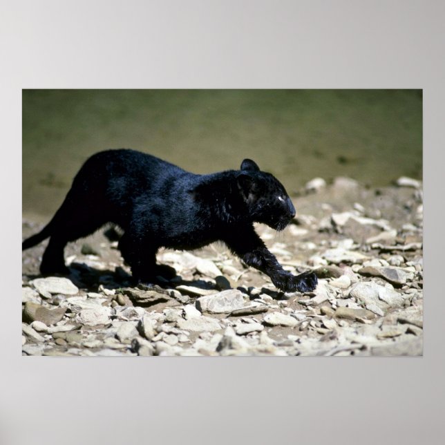 Leopard-Black-Phase-cub (nass vom Fluss) Poster (Vorne)