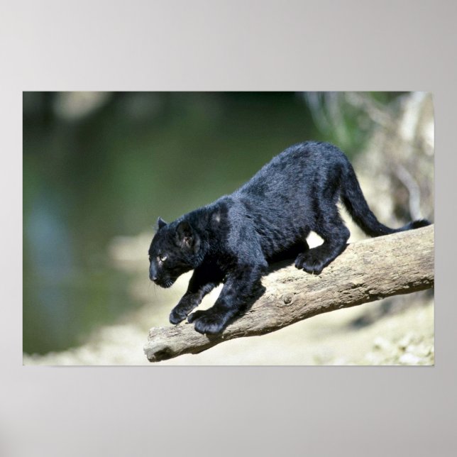Leopard-Black-Phase-cub Poster (Vorne)