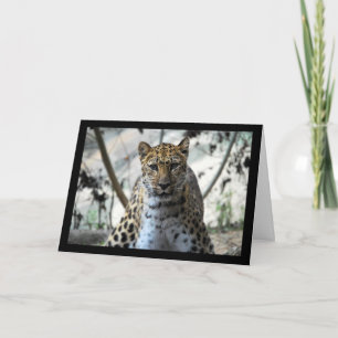 Leopard Blick Karte