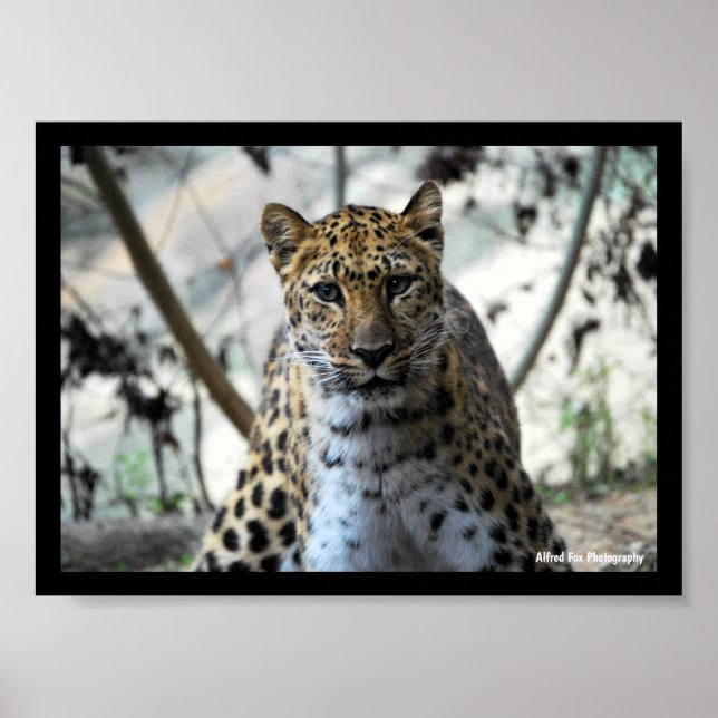 Leopard Blick Poster (Vorne)