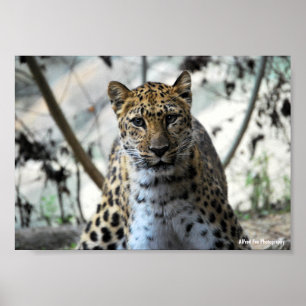 Leopard Blick Poster