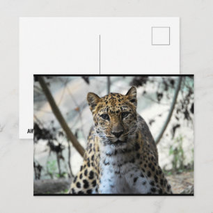 Leopard Blick Postkarte