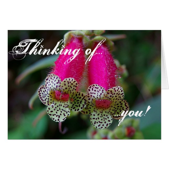 Leopard-Blume (Vorderseite (Horizontal))