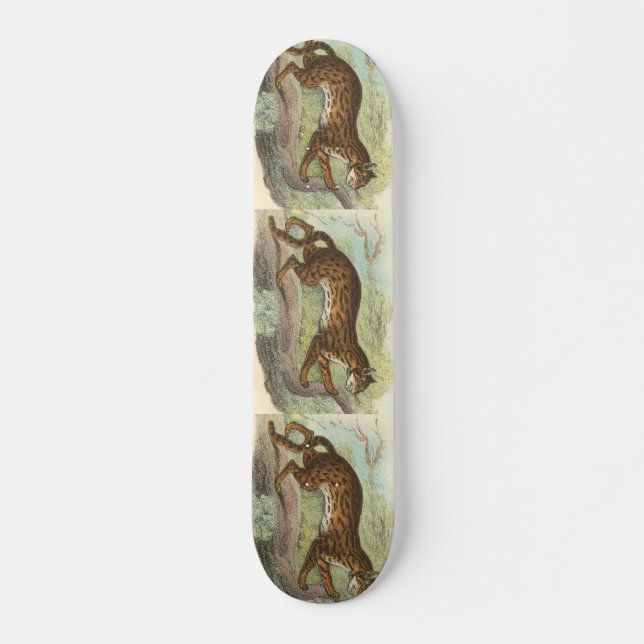 Leopard-Cat, Felis bengalensis Skateboard (Vorne)