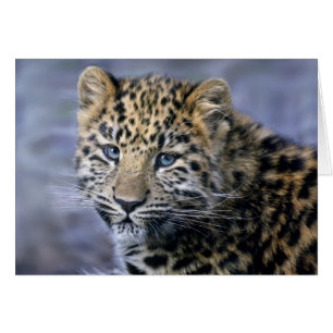 Leopard CUB kardieren