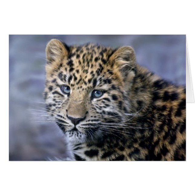 Leopard CUB kardieren (Vorderseite (Horizontal))