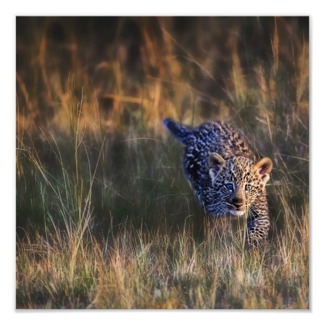 Leopard Cub Panthera Pardus Fotodruck (Vorne)