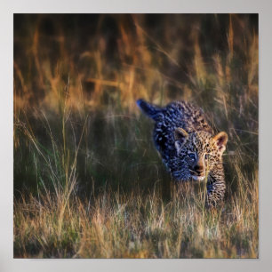 Leopard Cub Panthera Pardus) Poster