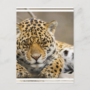Leopard Cub Postcard Postkarte