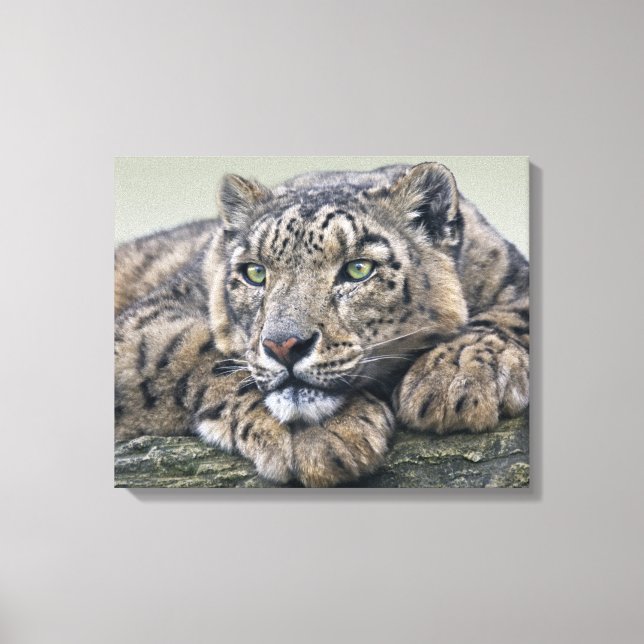 Leopard Dreaming Wrapped Canvas Leinwanddruck (Vorderseite)